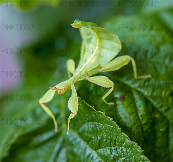 Leaf insect (Phyllium Bioculatum) on a leaf