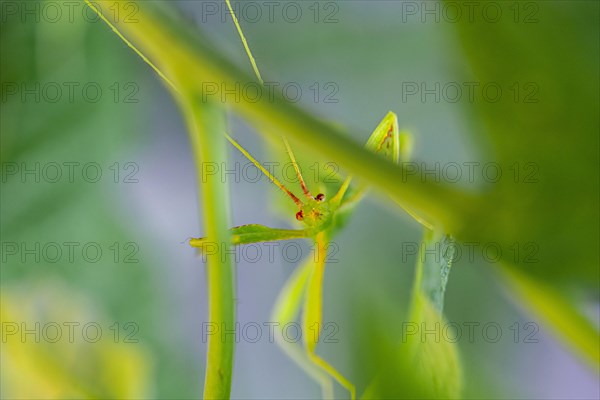 Leaf insect (Phyllium Bioculatum) between leaves