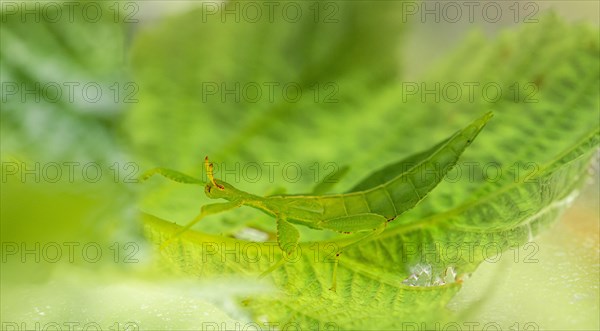 Leaf insect (Phyllium Bioculatum) on a leaf