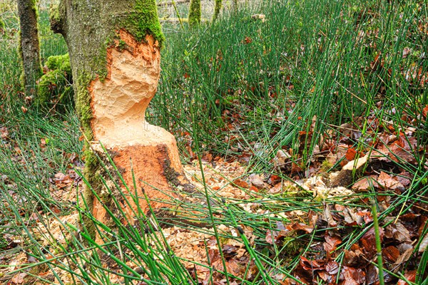 Beaver damage on a tree
