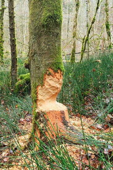 Beaver damage on a tree