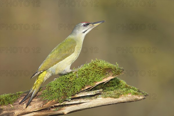 Grey-headed woodpecker (Picus canus) male sitting on mossy tree trunk