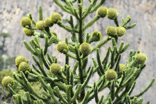 Female flowers of a Araucarian (Araucariaceae)