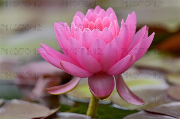 Water lily (Nymphaea)