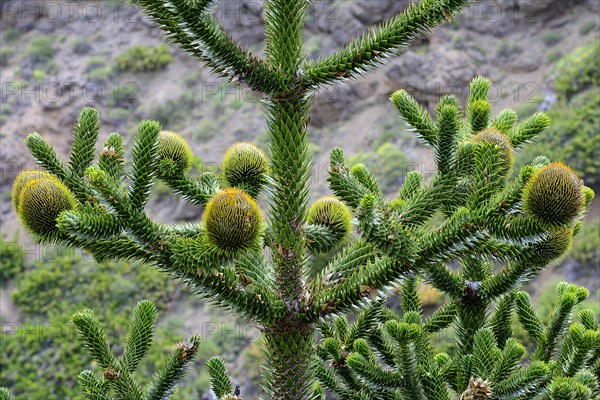 Flowers of a female Araucarian (Araucariaceae)