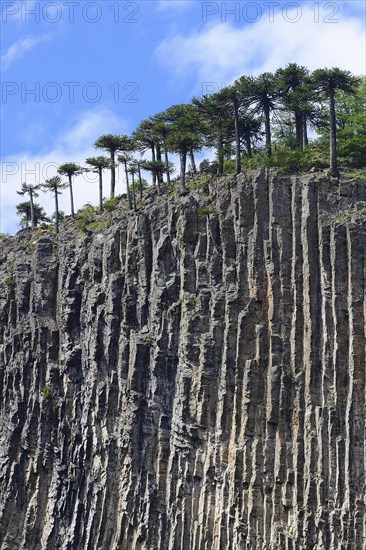 Araucarians (Araucariaceae) on basalt rock face