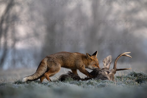 Red fox (Vulpes vulpes) eats on dead deer in winter