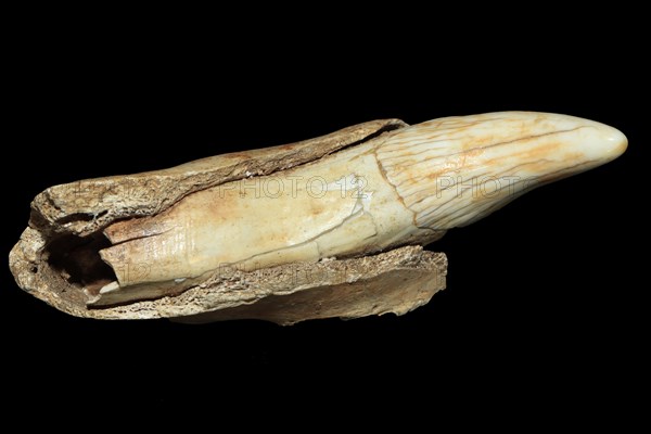 Fang of a cave bear (Ursus spelaeus)