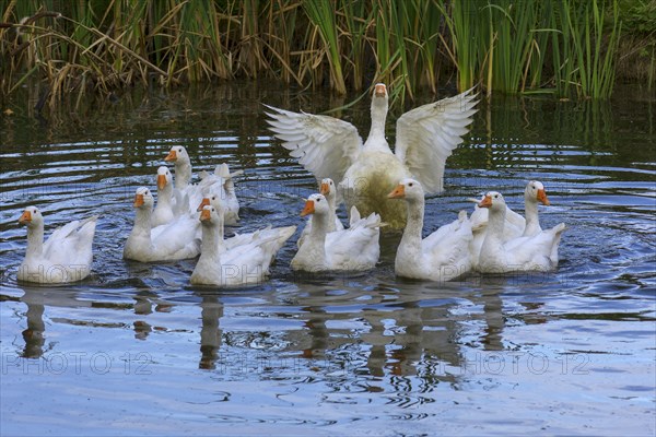 Domestic geese (Anserinae) bathing in the pond