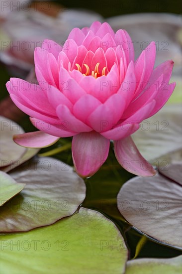 Water lily (Nymphaea)