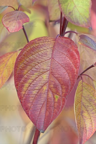 Common Dogwood (Cornus sanguinea)