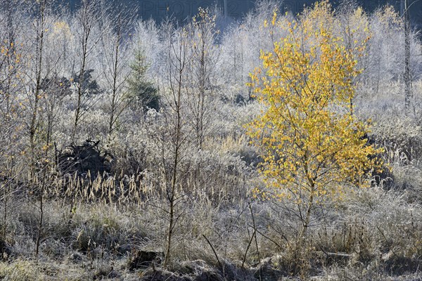 Windthrow area with typical vegetation