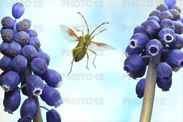 Box bug (Gonocerus acuteangulatus) in flight between blue flowers of a Grape hyacinth (Muscari)