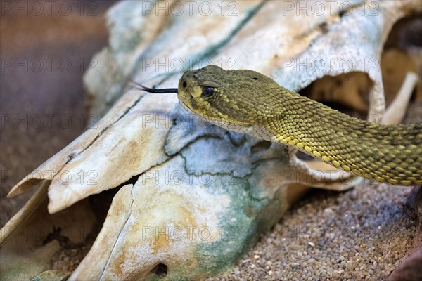 Toxic Mexican west coast rattlesnake (Crotalus basiliscus)