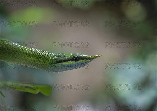 Rhinoceros ratsnake (Gonyosoma boulengeri)