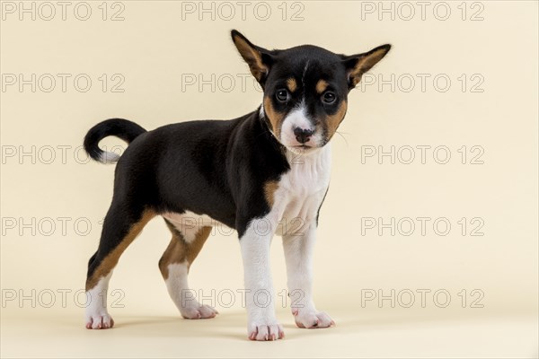 Basenji or Congo Terrier (Canis lupus familiaris)