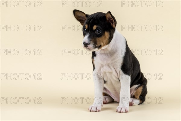 Basenji or Congo Terrier (Canis lupus familiaris)