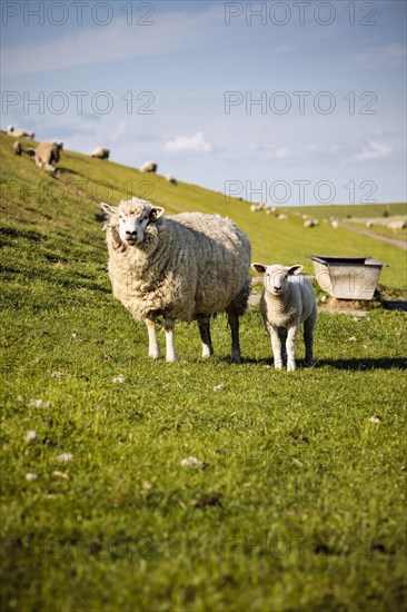 Domestic sheep (Ovis aries)