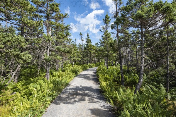 Boreal coniferous forest