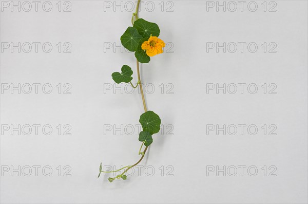 Garden nasturtium (Tropaeolum majus)