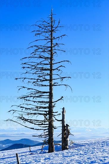 Dead tree in snow