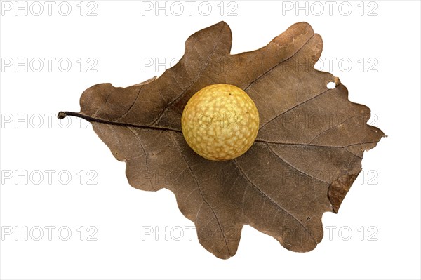 Oak gall apple on leaf of a common oak