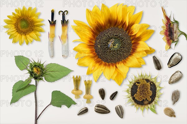 Sunflowers (Helianthus annuus)