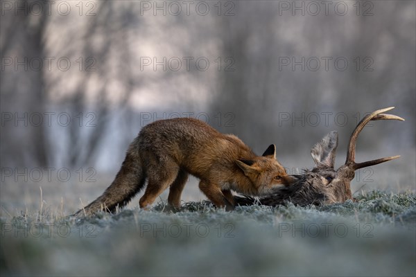 Red fox (Vulpes vulpes) eats on dead deer in winter