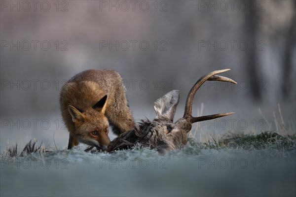 Red fox (Vulpes vulpes) eats on dead deer in winter