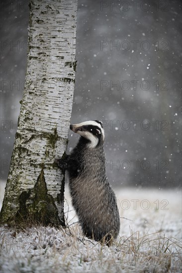 European badger (Meles meles) leaning against tree in winter