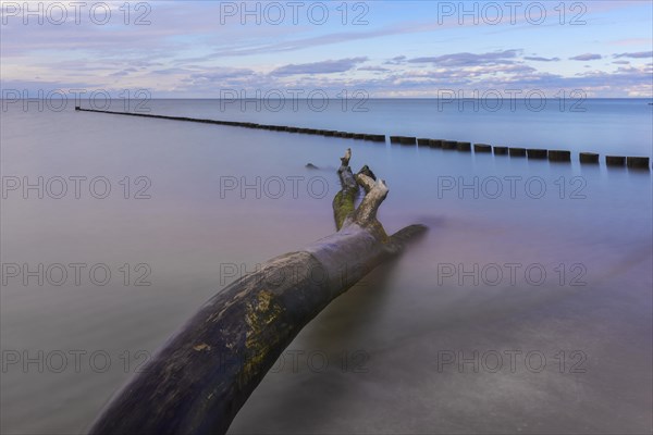 Dead wood in water