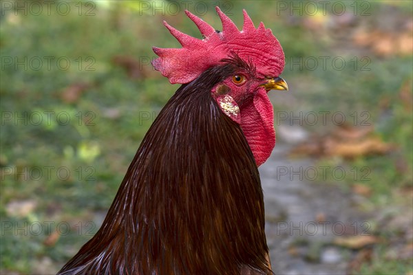 Brown cock (Gallus gallus domesticus)