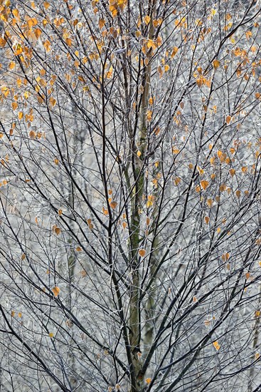 Bald Birch (Betula)