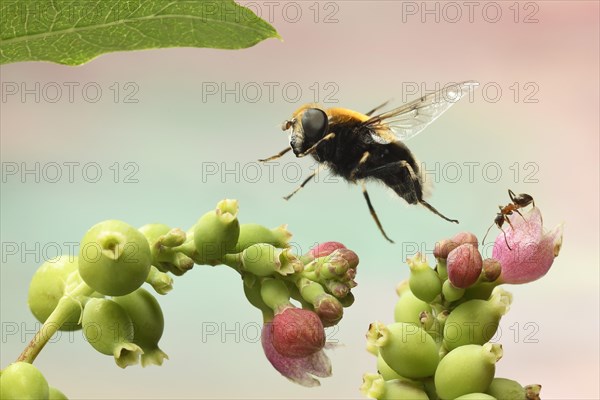 Bumblebee Hoverfly (Volucella bombylans) in flight on inflorescence of common Snowberry (Symphoricarpos)