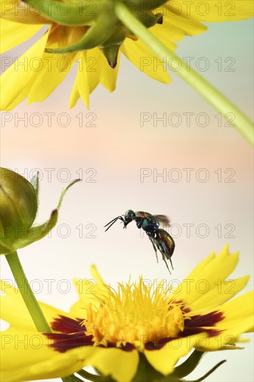 Ruby-tailed wasp (Chrysis ignita) in flight on yellow flower of a Tickseed (Coreopsis)