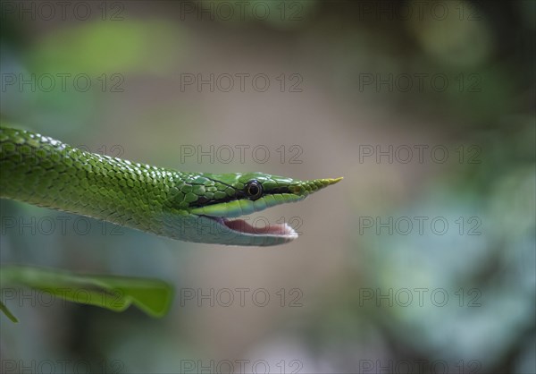 Rhinoceros ratsnake (Gonyosoma boulengeri)