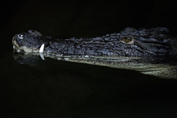 Saltwater crocodile (Crocodylus porosus)