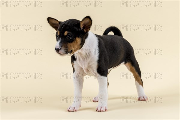 Basenji or Congo Terrier (Canis lupus familiaris)