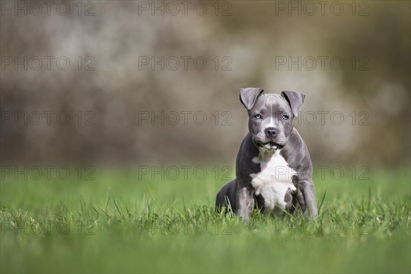 Staffordshire Terrier Puppy sitting in meadow