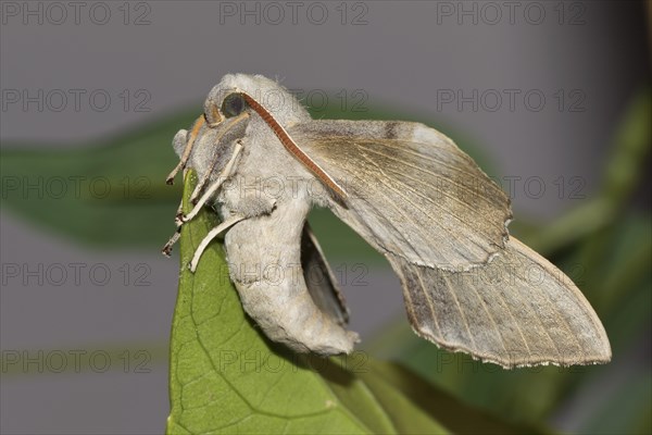 Hyles (Hyles) sitting on leaf