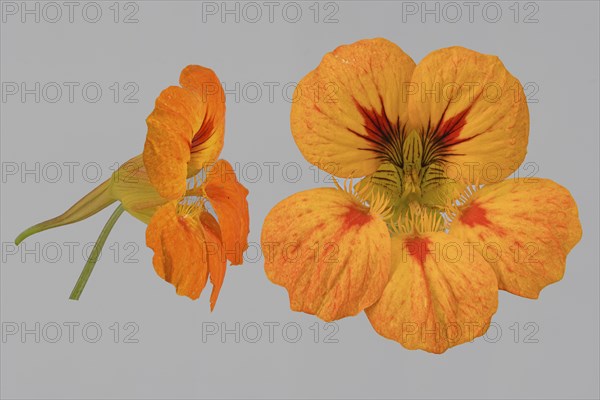 Garden nasturtium (Tropaeolum majus)