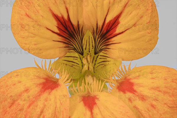 Garden nasturtium (Tropaeolum majus)