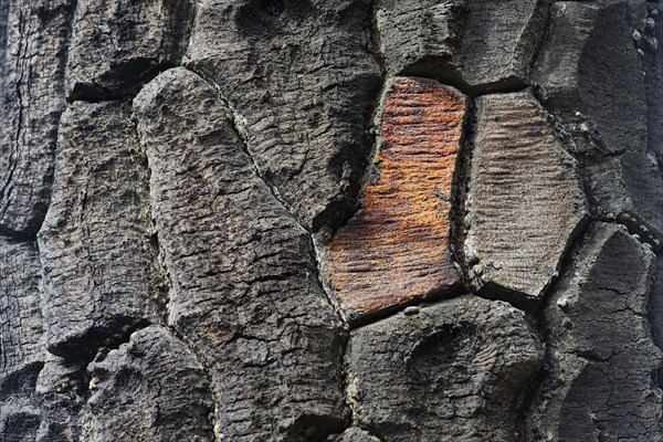 Bark of a Araucarian (Araucariaceae)