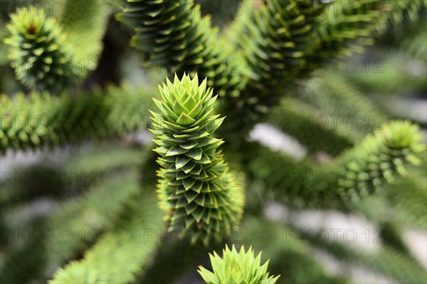 Branch of a Araucarian (Araucariaceae)