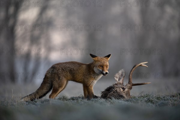 Red fox (Vulpes vulpes) eats on dead deer in winter