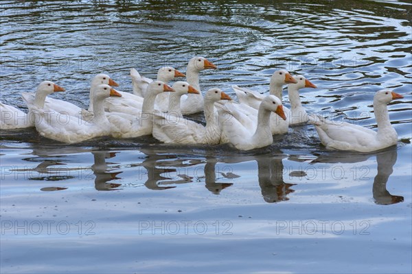 Domestic geese (Anserinae) bathing in the pond