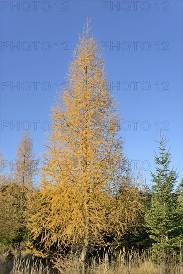 European larch (Larix decidua) with autumn colouring