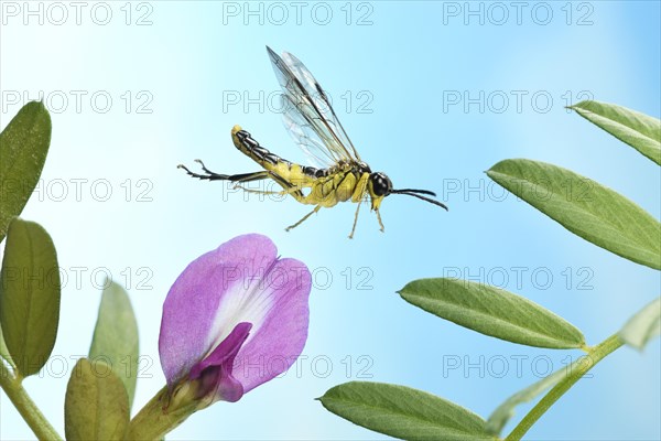 Tenthredinidae sp (Tenthredo temula) in flight on purple flower of Common Vetch (Vicia sativa)