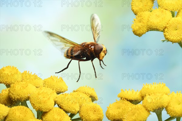 Hornet Mimic Hoverfly (Volucella zonaria) in flight on yellow Tansy (Tanacetum vulgare)