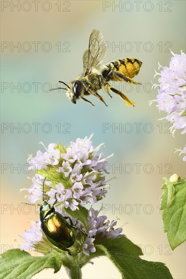 Patchwork leafcutter bee (Megachile centuncularis) in flight on flower of a Water mint (Mentha aquatica)